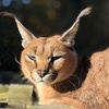 Image 8: Up to 42% Off Wildlife Adventure Tours at Animal Park