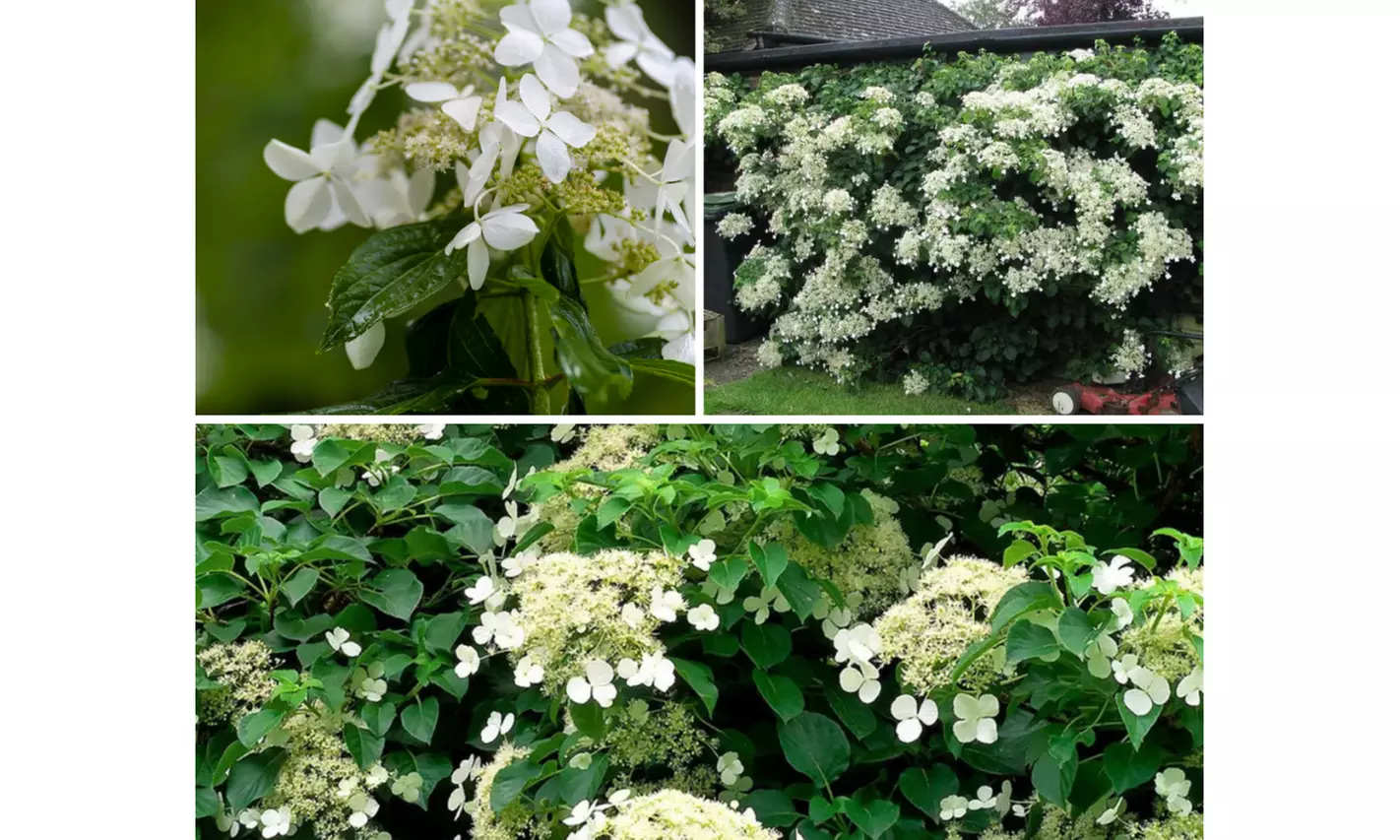 Plantas hortensias trepadoras