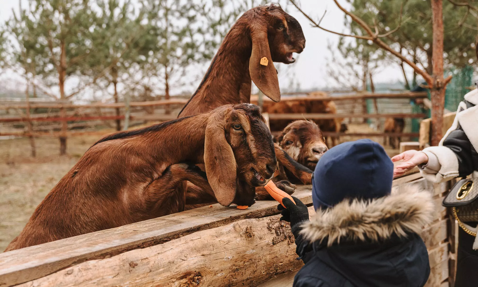 Przygoda w stylu Dzikiego Zachodu: wejście na ranczo dla 2-4 osób