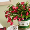 Image 1: Next Day Delivery Christmas Plants from 1-800-Flowers (up to 50% off)