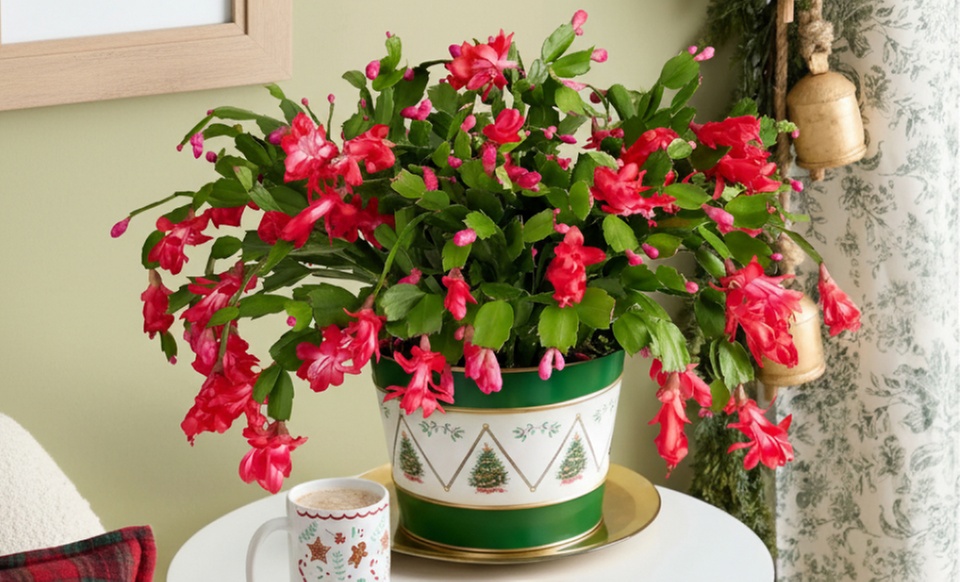 Next Day Delivery Christmas Plants from 1-800-Flowers (up to 55% off)