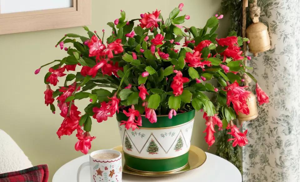 Next Day Delivery Plants from 1-800-Flowers (up to 50% off)