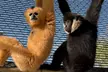 Support Wildlife Conservation: Admission to the Gibbon Conservation Center in Santa Clarita with 1 Hour Guided Tour - Second Medium