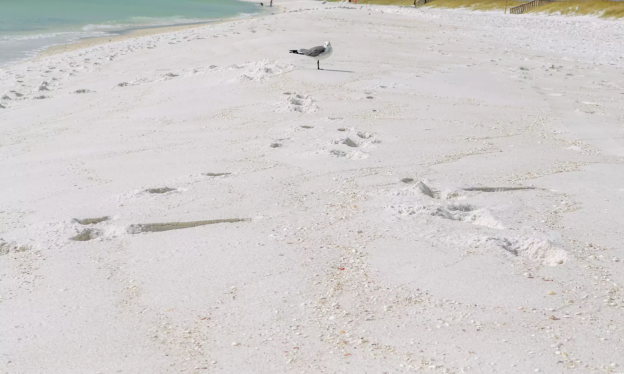 Capture Stunning Photos: Two or Four-Hour Emerald Coast Photo Safari