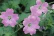 5 or 10 Mixed Hardy Geranium Plants - Second Medium
