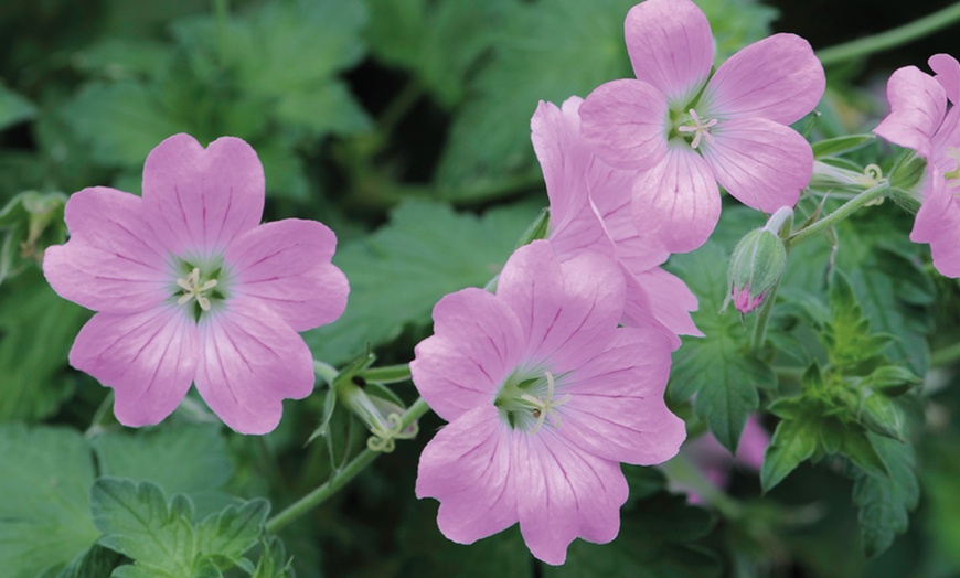 Image 5: 5 or 10 Hardy Geranium Bare Roots Collection