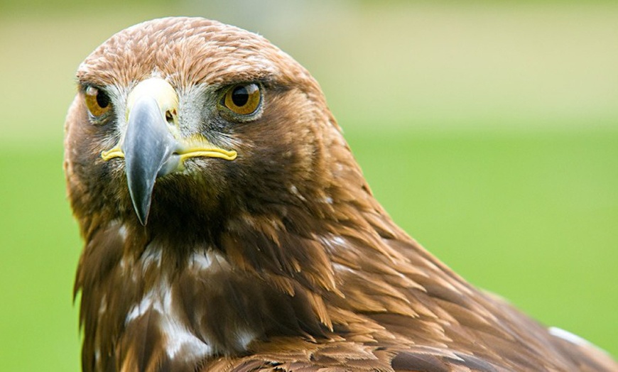 Image 2: Entradas al Zoo de Lillo para 2 adultos, 2 adultos y 1 niño o 2 niños