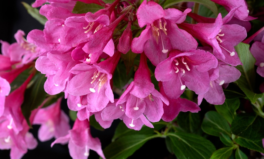 Image 3: Weigela Towers of Flowers ‘Cherry’ - 1 or 2 Plants