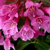 Image 3: Weigela Towers of Flowers ‘Cherry’ - 1 or 2 Plants