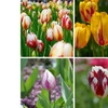 Image 3: 30 o 60 bulbi di tulipani Flaming Beauty Mix