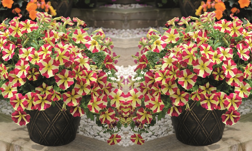 Image 2: 5 or 10 Petunia Amore Queen of Hearts Plug Plants