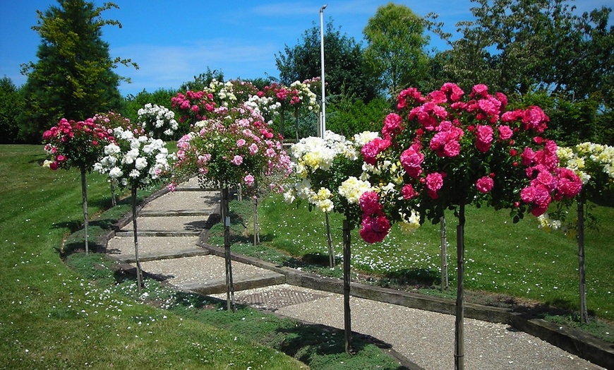 Image 5: 3 o 5 piante di rose da giardino