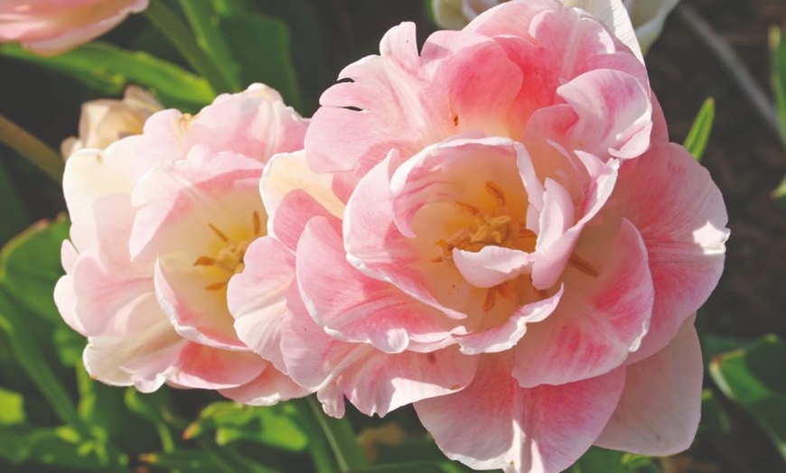 Image 9: Up to 36 Bulbs of Tulip Pastel Mix Collections