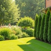 Image 1: Private Jet® Arborvitae Shrubs in 1 and 2 Gallon Sizes with Free Shipping (Up to 15% Off)