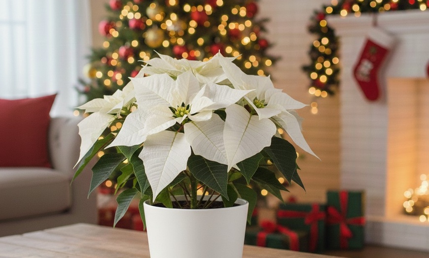 Image 2: 4" and 6" Poinsettia in Red and White with Free Shipping (Up to 10% Off)