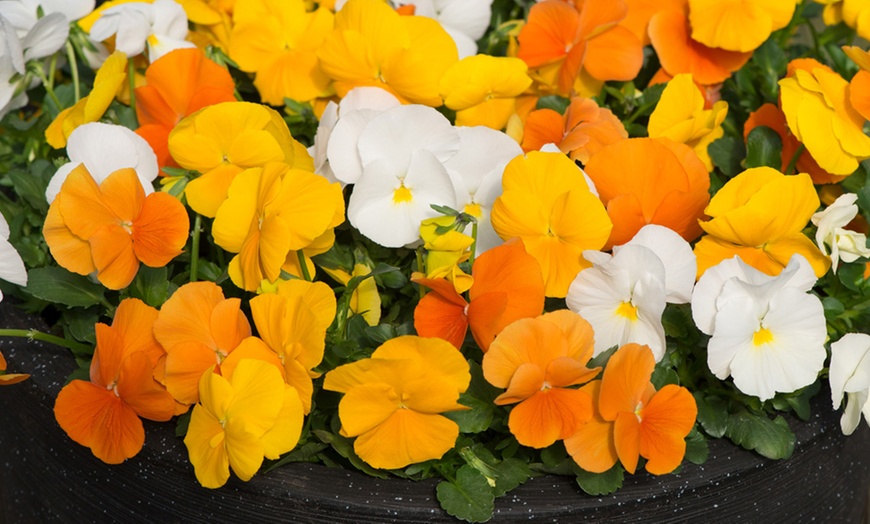 Image 18: Vibrant Winter Flowering Pansy Mixes - up to 72 Plants
