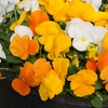 Image 18: Vibrant Winter Flowering Pansy Mixes - up to 72 Plants