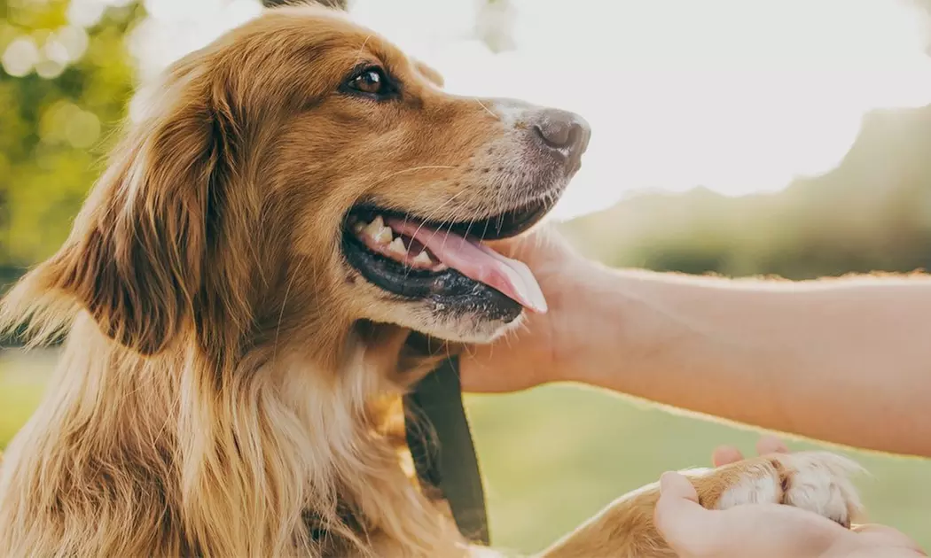Up to 35% Off on Ash Scattering Service at Pet Ash Scattering Service - Primary Image