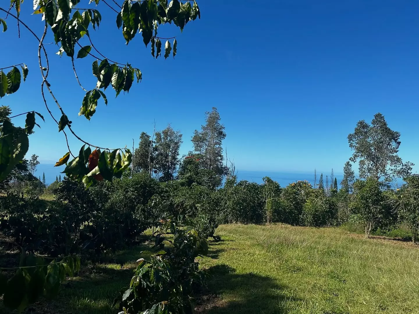 Deluxe Coffee Farm Tour w/ Tasting Experience at Buddha's Cup Kona Coffee and Tea Farm - Second Medium