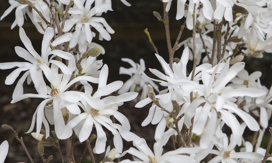 Image 2: Magnolia Tree Collection