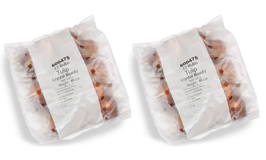Image 4: 12 or 24 Tulip 'Crystal Beauty' Spring Flowering Bulbs