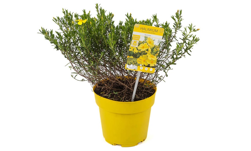 Image 2: YouGarden Halimium 'April Sun', Yellow Flowers - 2L Pot