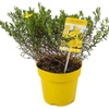Image 2: YouGarden Halimium 'April Sun', Yellow Flowers - 2L Pot