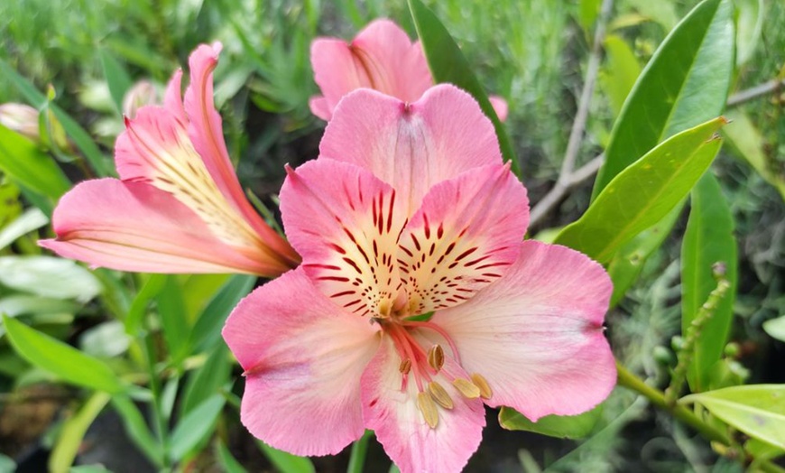 Image 10: Summer Flowering Alstroemeria Collections