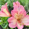 Image 10: Summer Flowering Alstroemeria Collections