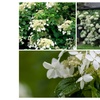 Image 1: Lot d'Hydrangea grimpant