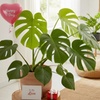 Image 1: Monstera Split Leaf in 4",6",8", and 10" Sizes with Free Shipping (Up to 15% Off)