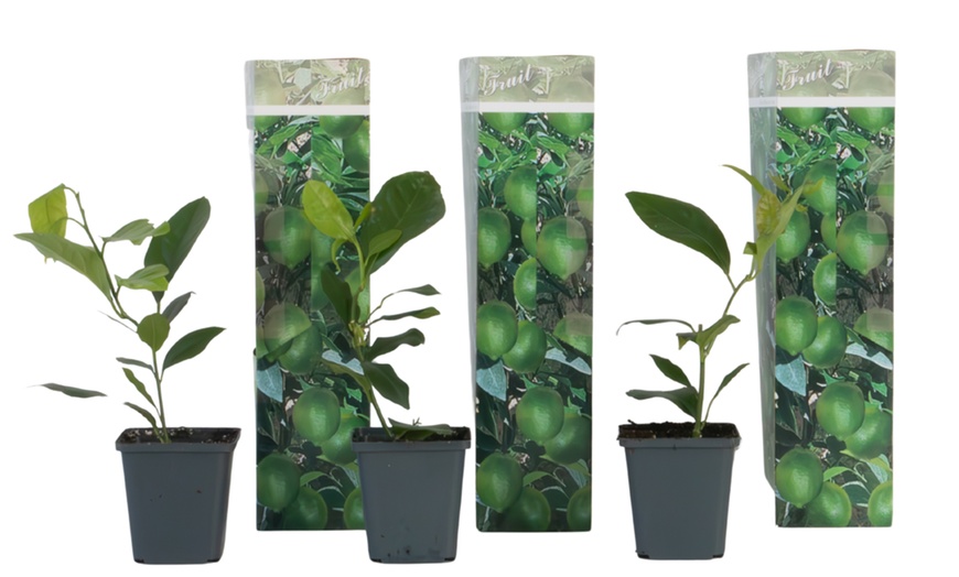 Image 5: 3x Calamodin- oder Zitronenbaum