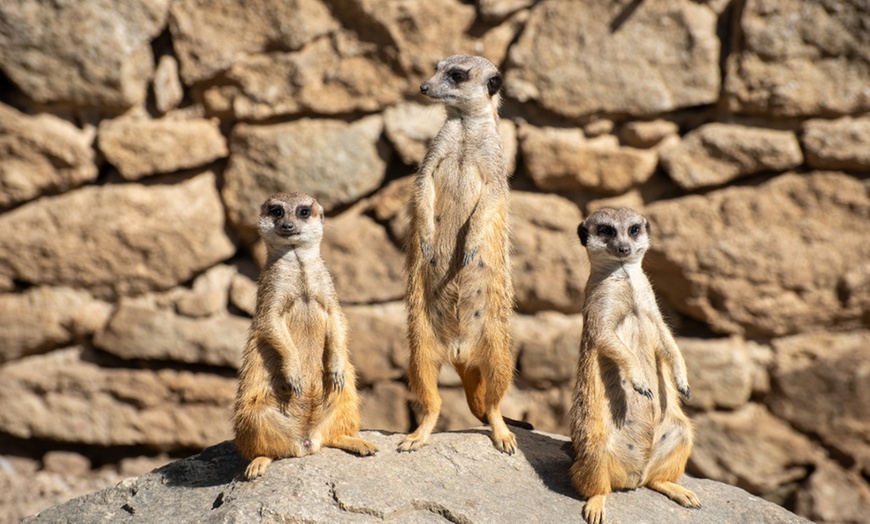 Image 12: Wow Safari Peaugres : 1 billet, 2 visites magiques en pleine nature