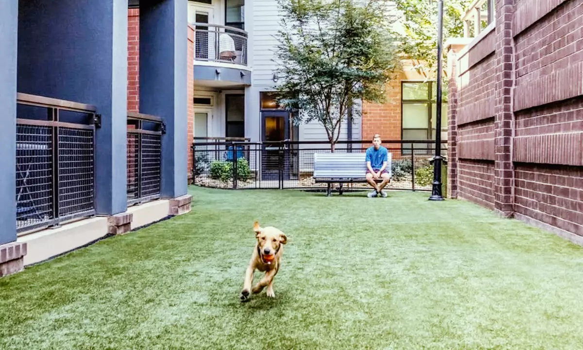 In-Person Consultation/Deep Cleaning: Pet Waste Removal +Sanitization