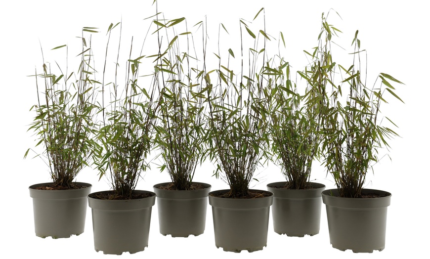 Image 11: Bambou Fargesia, non invasif