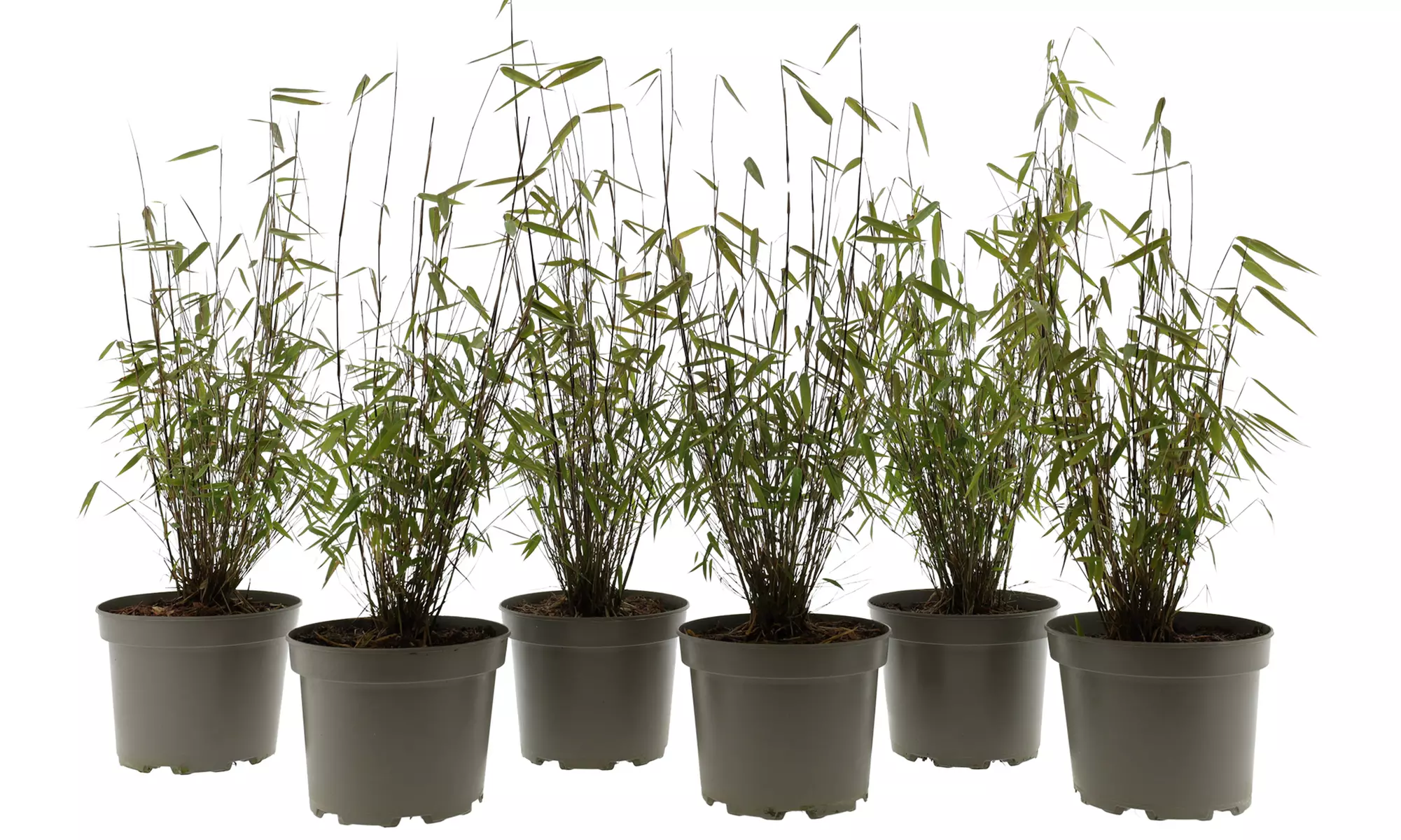 3x - 6x GARDENZO Bambus Asian Wonder, Rufa oder Red Dragon