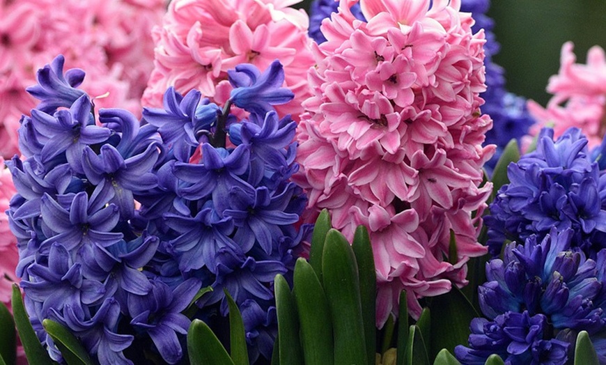 Image 2: Lot de 10, 15, 20, 25 ou 40 bulbes de jacinthe