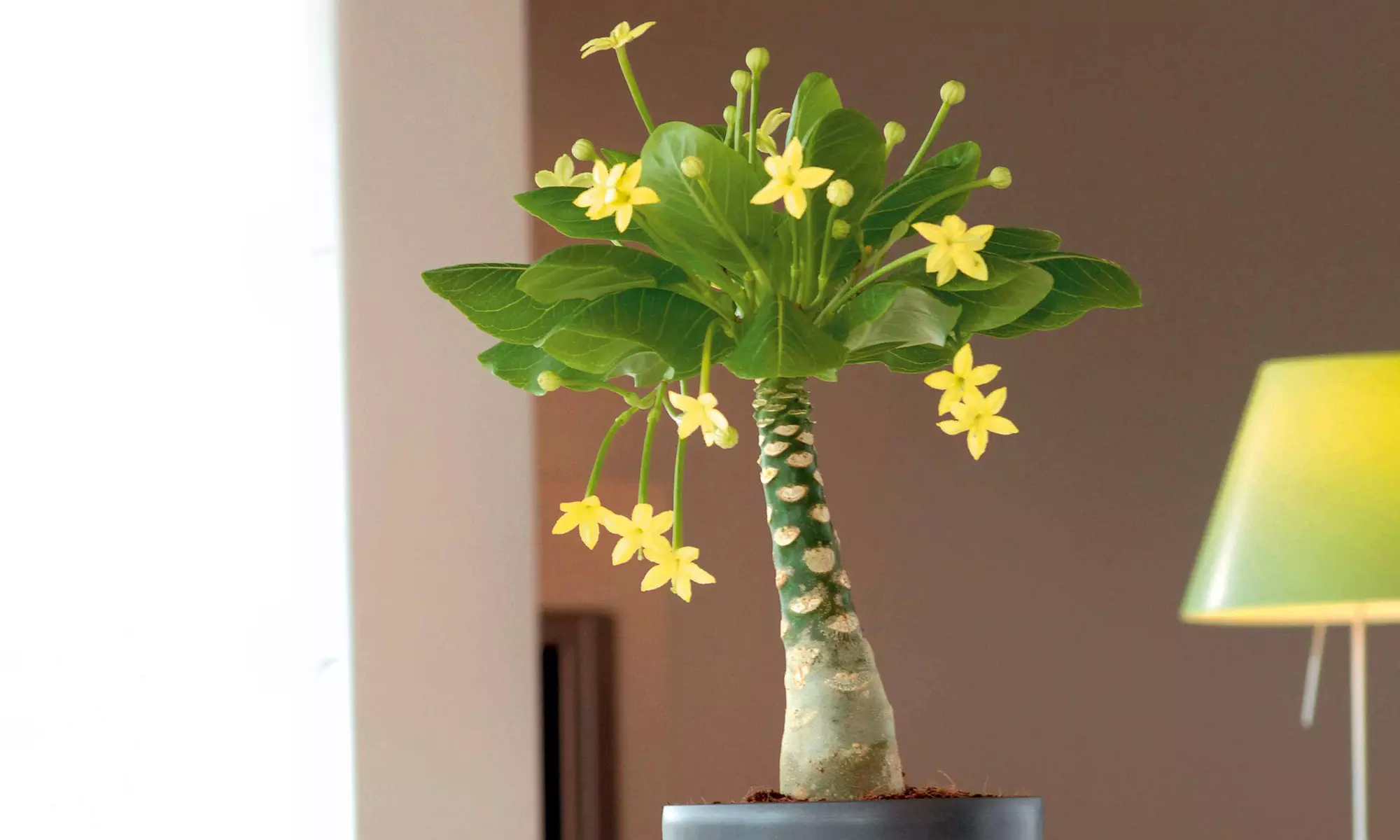 Lot de deux palmiers hawaïens, plantes d'intérieur, pots inclus - Primary Image