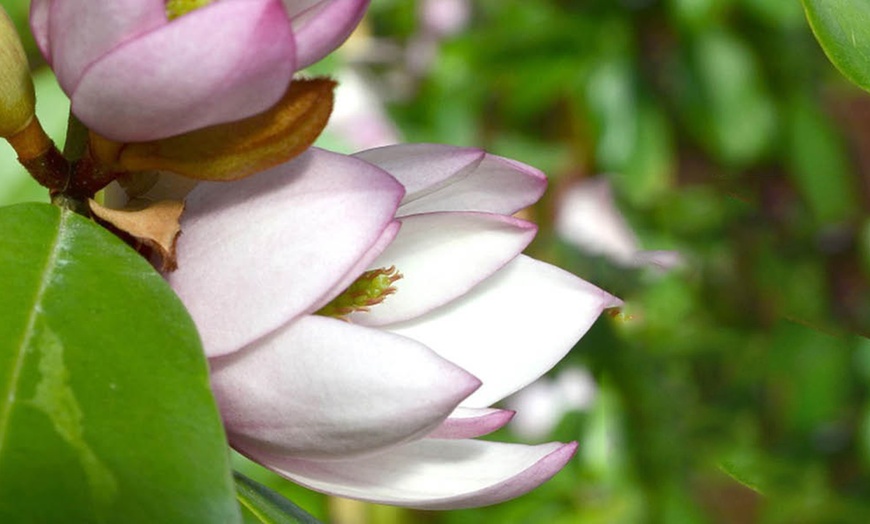 Image 3: YouGarden Gift Wrapped Magnolia Trees, Assorted Varieties