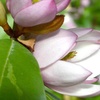 Image 3: YouGarden Gift Wrapped Magnolia Trees, Assorted Varieties