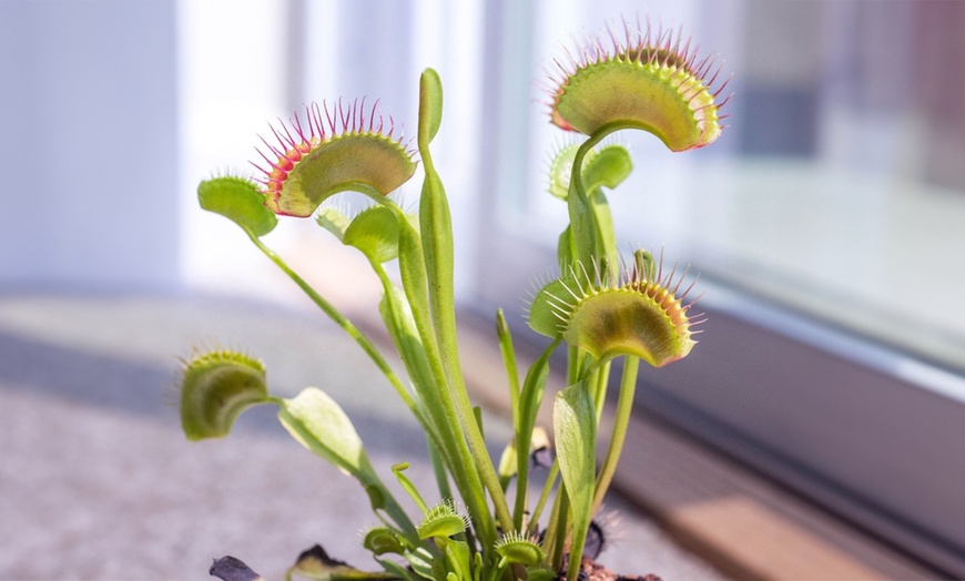 Image 1: 6er-Set fleischfressende Pflanzen