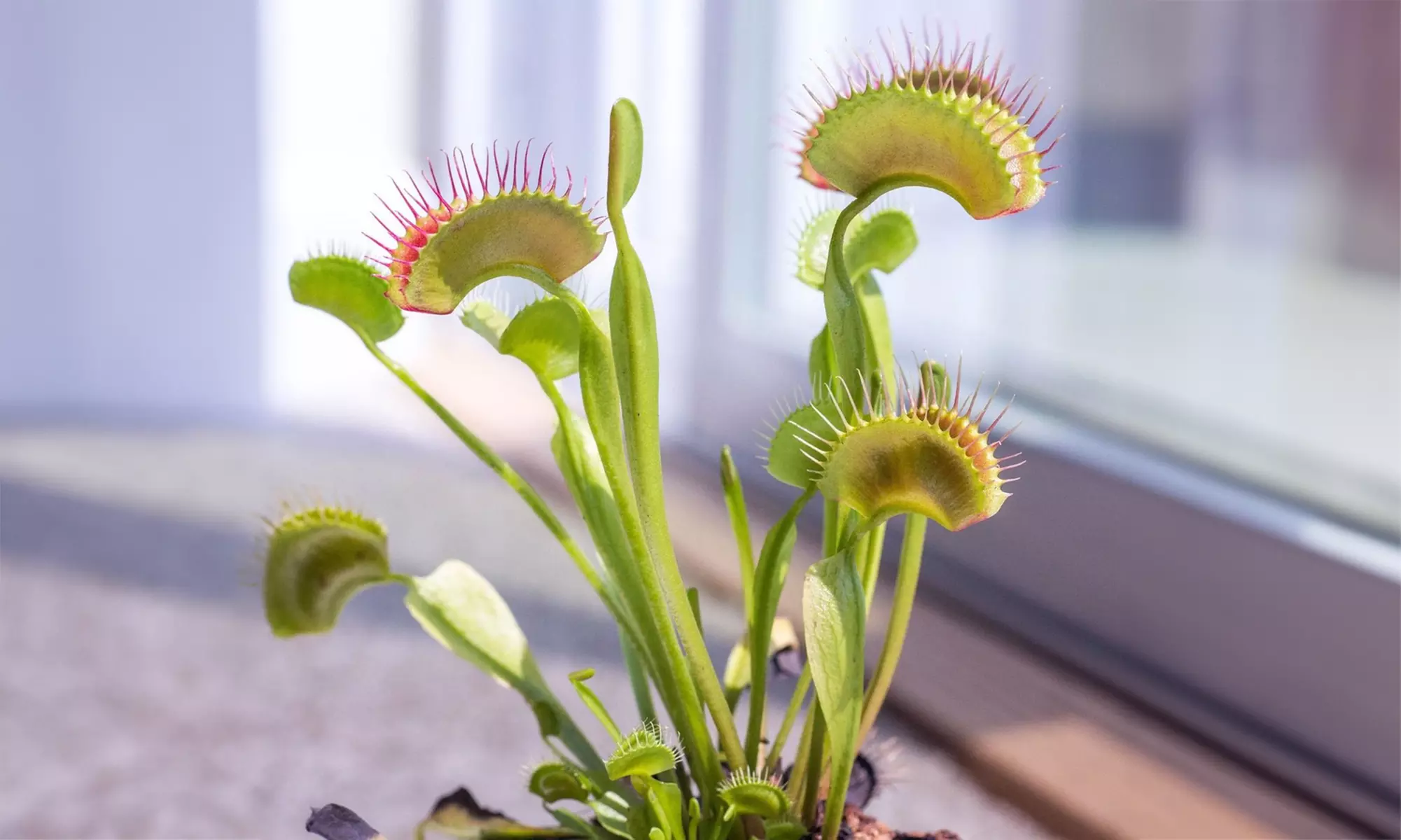 6er-Set fleischfressende Pflanzen in der Sorte nach Wahl - Primary Image