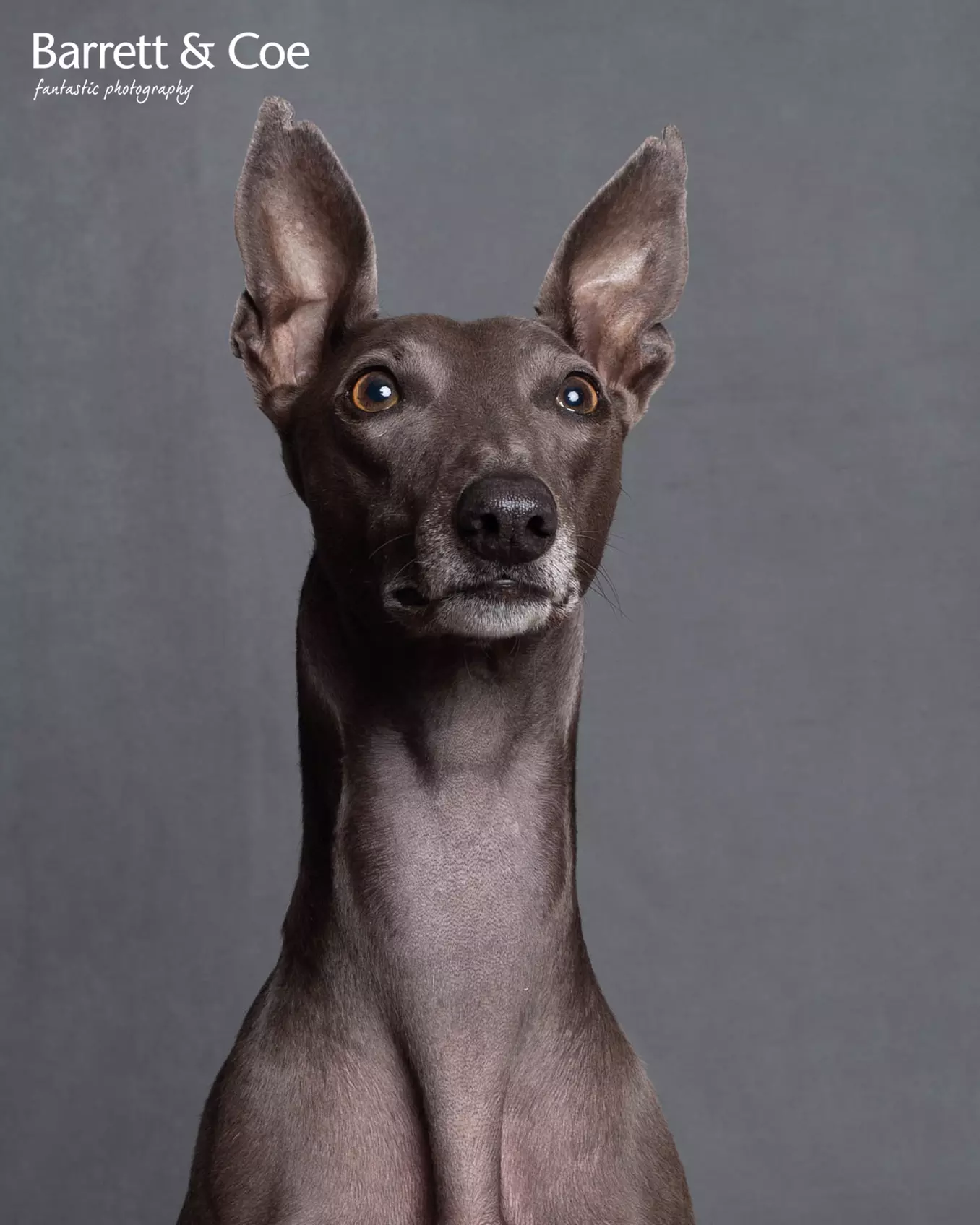 Pet Photoshoot I 8'' x 6'' Print I Barrett & Coe Studios