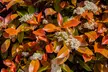 Photinia 'Red Robin' - Standard Tree or Potted Plants - Image 5