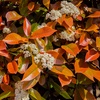 Image 5: Photinia 'Red Robin' - Standard Tree or Potted Plants