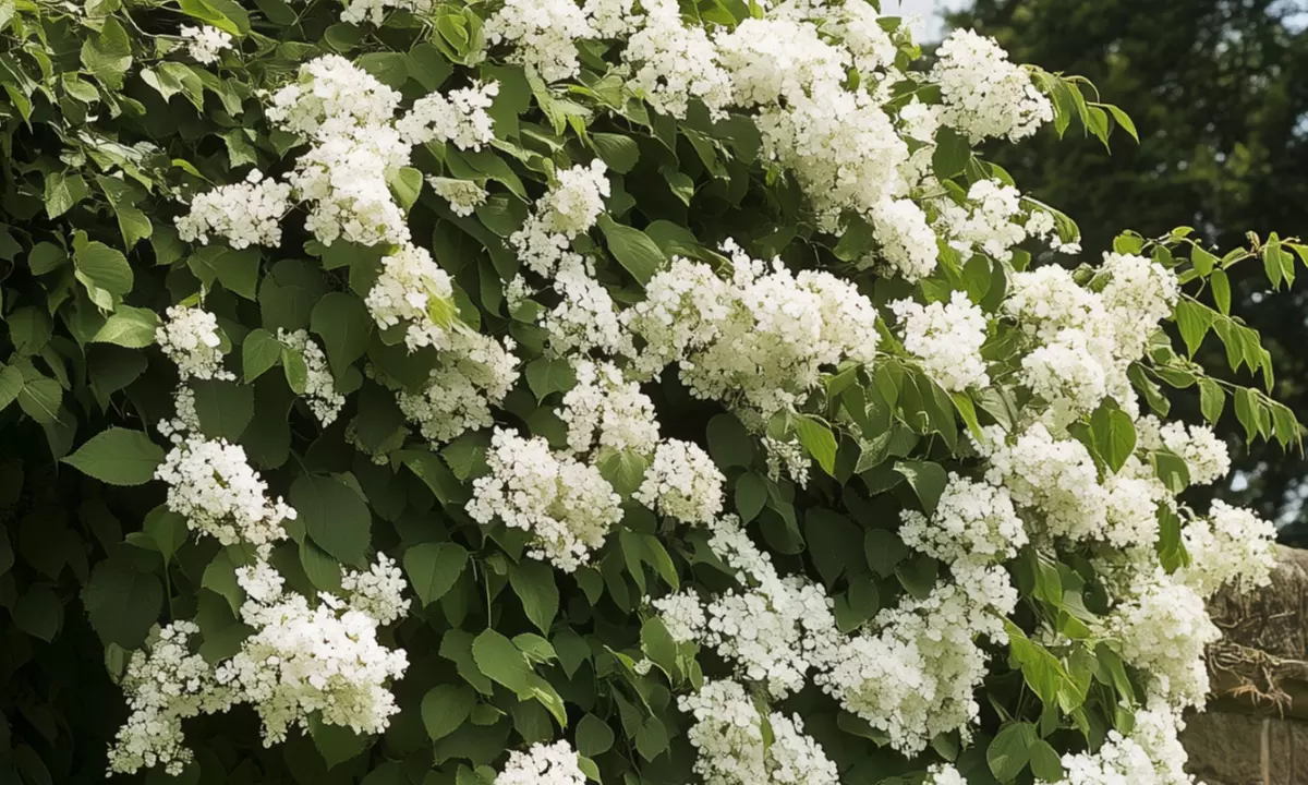2er-Set Kletter-Hortensie mit weißen, duftenden Blüten - Primary Image