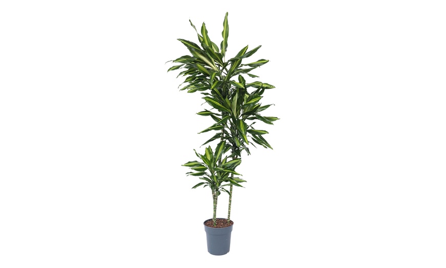 Image 4: Dracaena Cintho plant