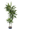 Image 4: Dracaena Cintho plant