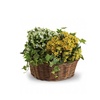 Image 6: Same Day Live Plants & Dish Gardens from Blooms Today with Delivery 60% Off