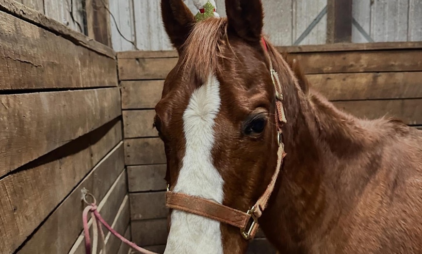 Image 11: Horseback Trail Ride Through Hudson Valley (45 Minutes)